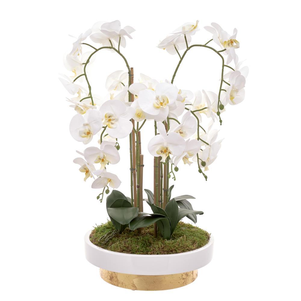 Orquidea 6 Caules